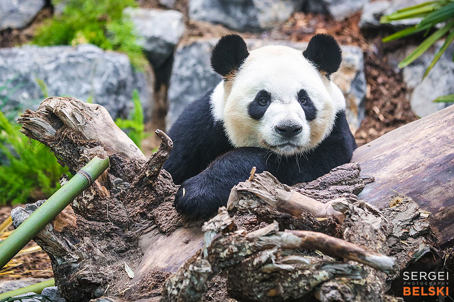 calgary zoo event photographer sergei belski photo