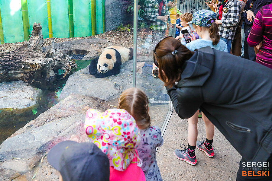 calgary zoo event photographer sergei belski photo
