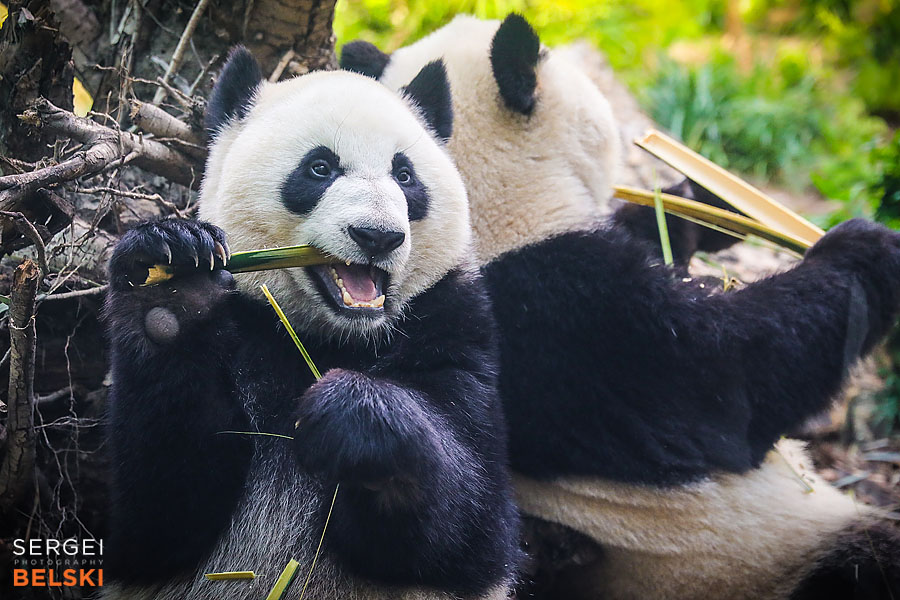 calgary zoo event photographer sergei belski photo