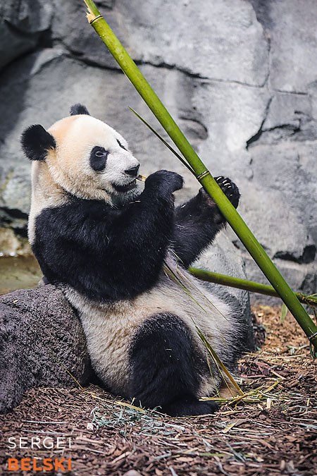 calgary zoo event photographer sergei belski photo