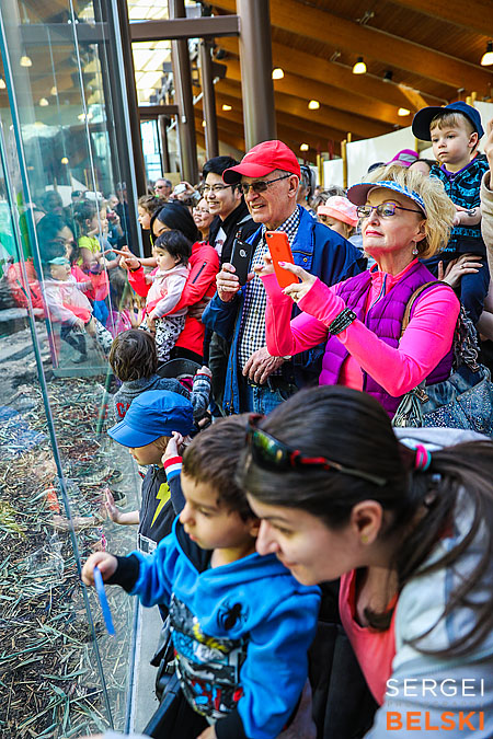 calgary zoo event photographer sergei belski photo