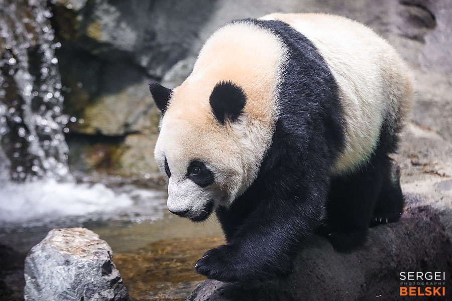 calgary zoo event photographer sergei belski photo