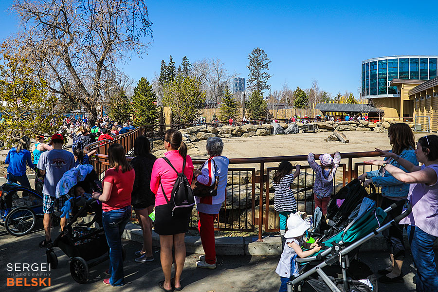 calgary zoo event photographer sergei belski photo