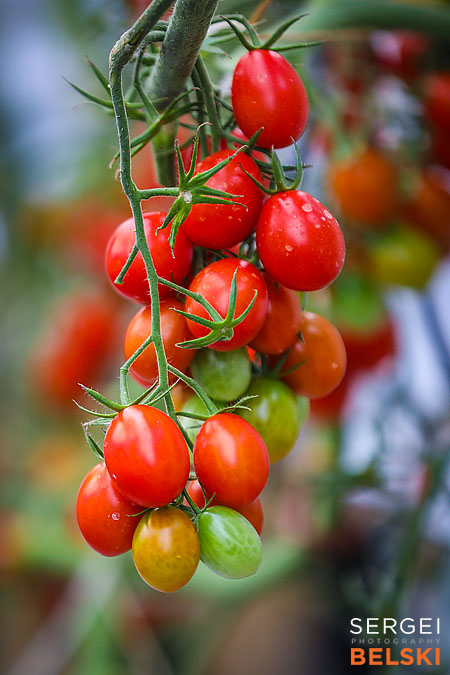 airdrie editorial photographer sergei belski photo