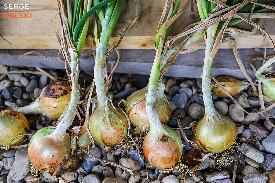 airdrie editorial photographer sergei belski photo