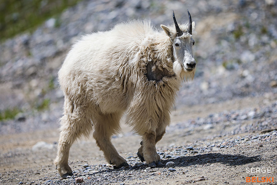 my tesla adventures bc trip sergei belski photo