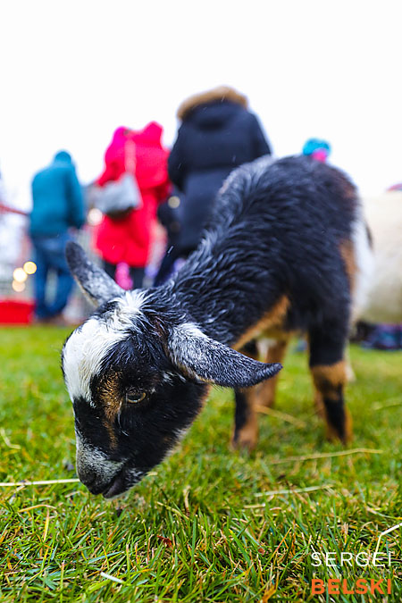airdrie event photographer sergei belski photo