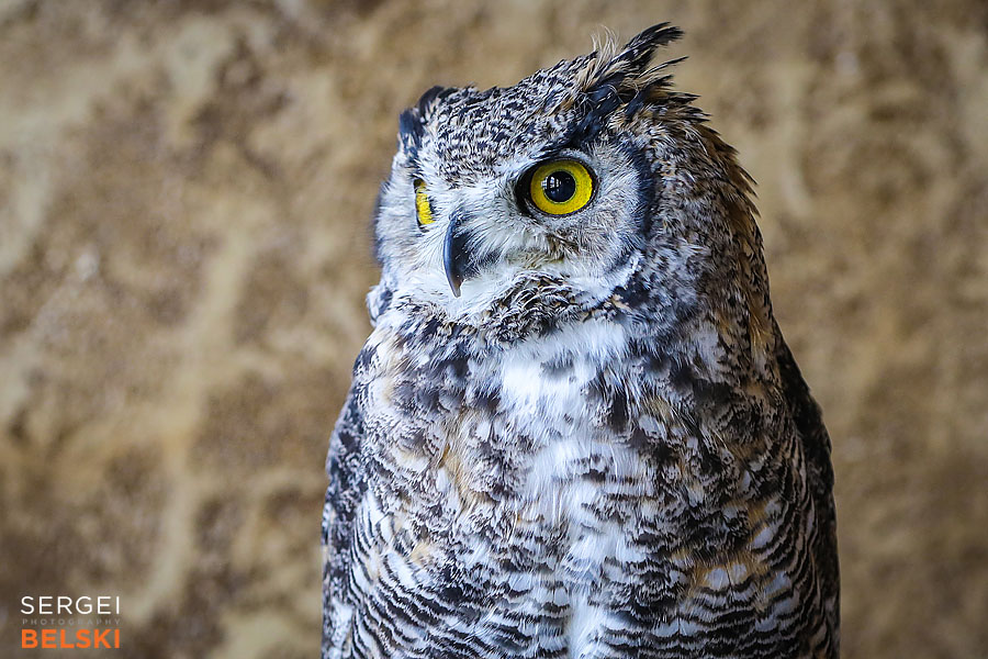 fortis alberta calgary corporate event sergei belski photo