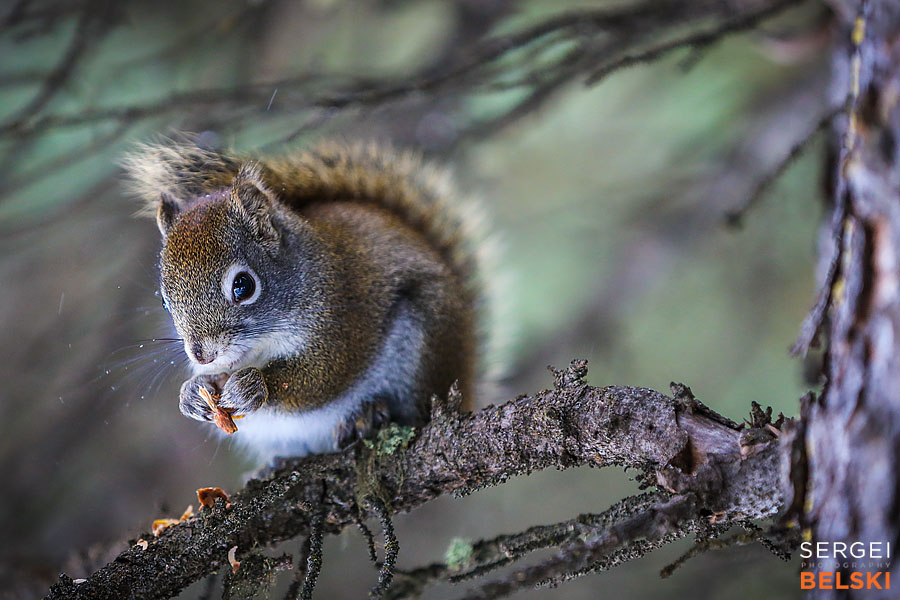 my tesla adventures Lake Louise photographer sergei belski photo