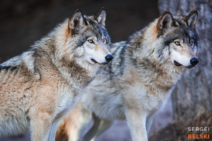 calgary zoo photographer sergei belski photo