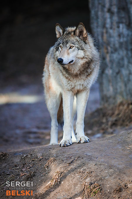 calgary zoo photographer sergei belski photo