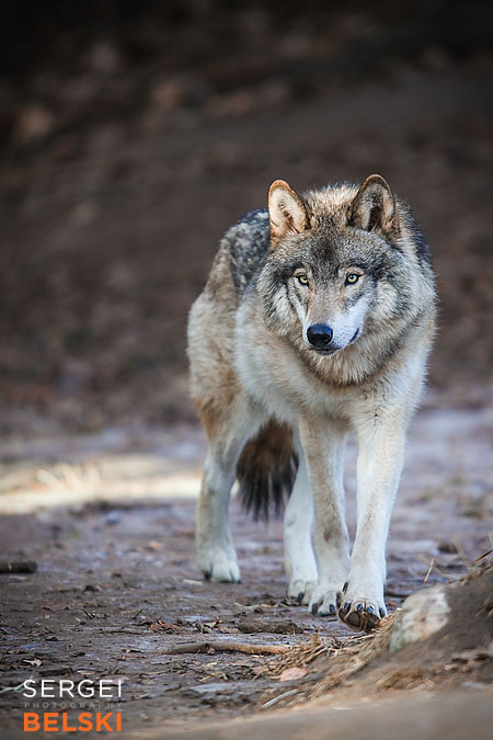 calgary zoo photographer sergei belski photo