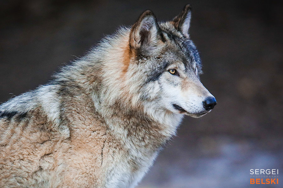 calgary zoo photographer sergei belski photo