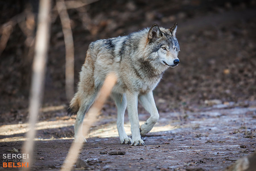 calgary zoo photographer sergei belski photo