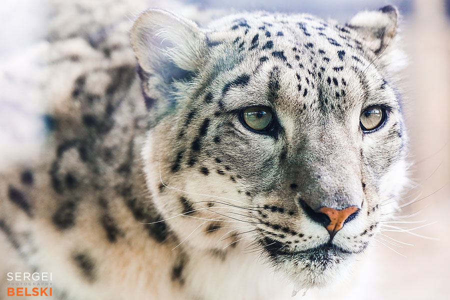 calgary zoo photographer sergei belski photo