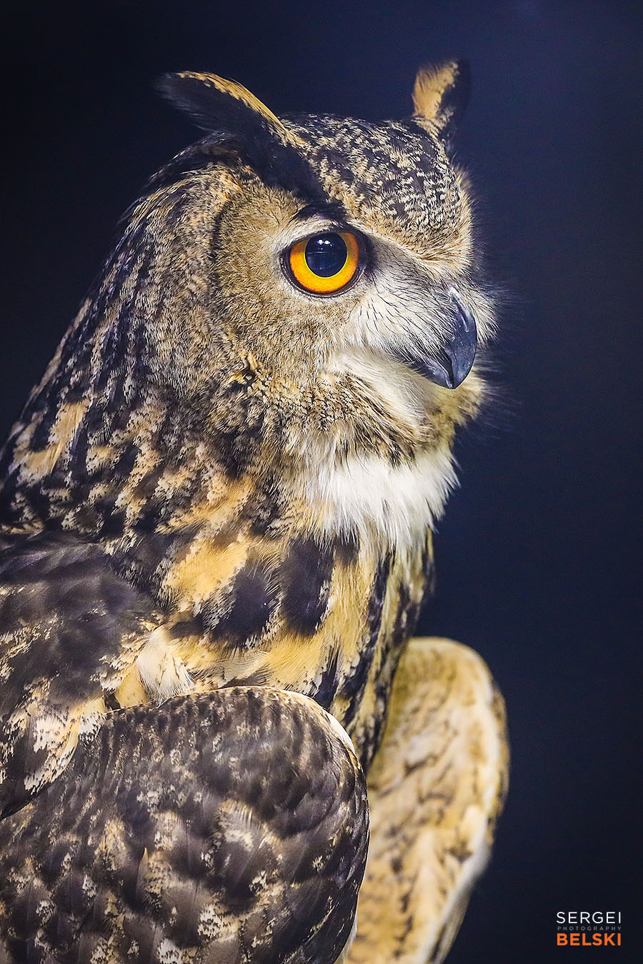 animal show photographer sergei belski photo