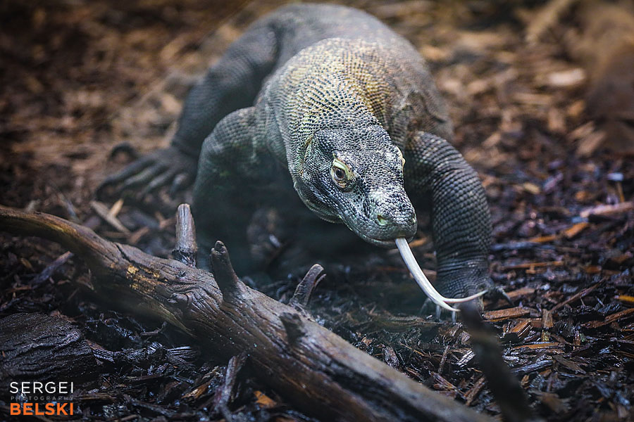 calgary zoo photographer sergei belski photo