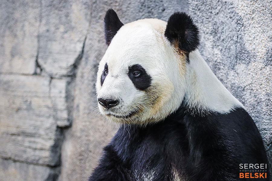 calgary zoo photographer sergei belski photo
