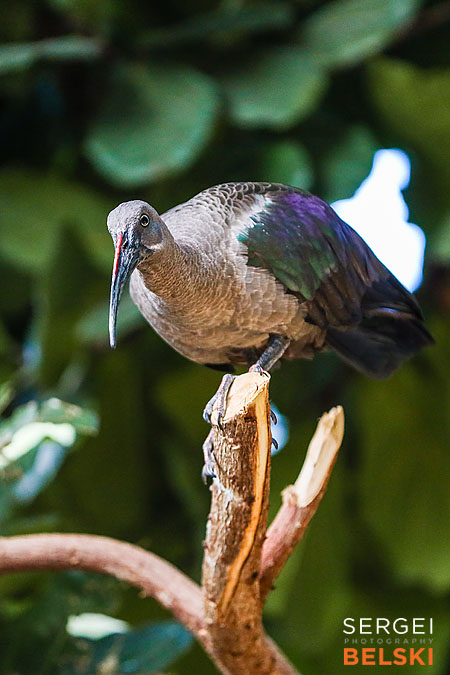 calgary zoo photographer sergei belski photo