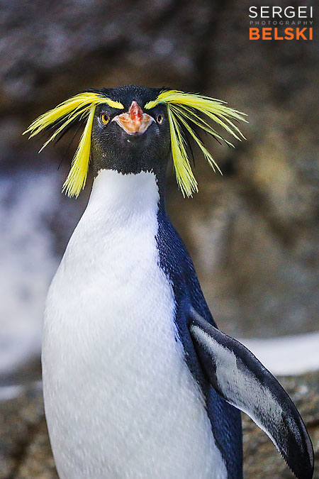 calgary zoo photographer sergei belski photo