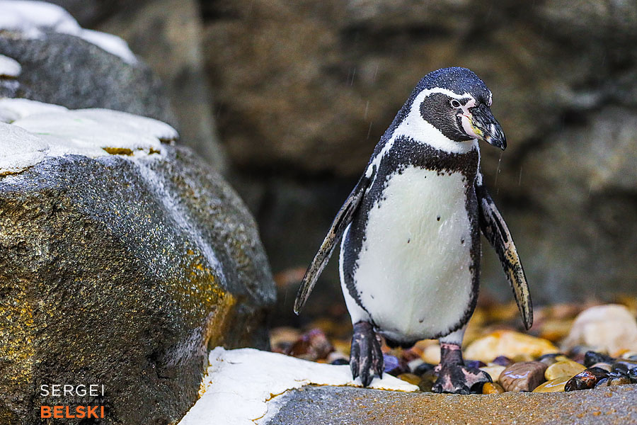 calgary zoo photographer sergei belski photo