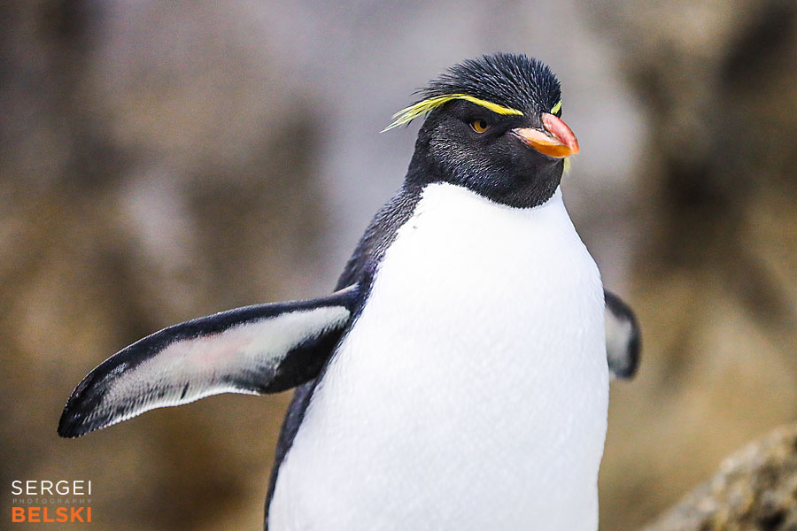 calgary zoo photographer sergei belski photo