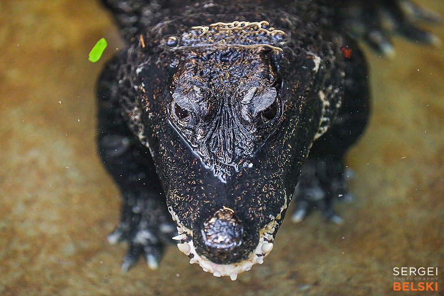 calgary zoo photographer sergei belski photo