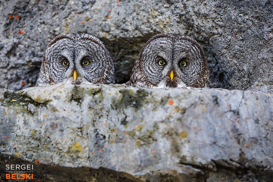 calgary zoo photographer sergei belski photo