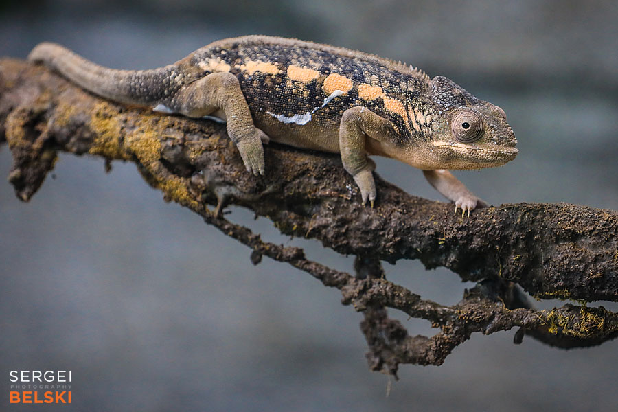 calgary zoo photographer sergei belski photo