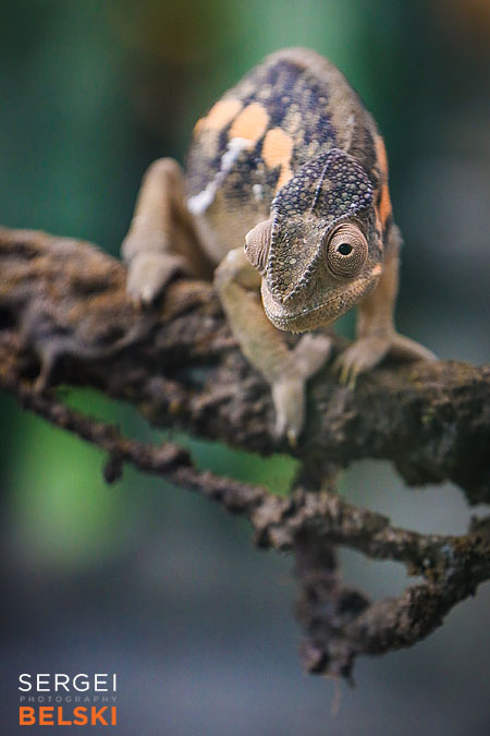 calgary zoo photographer sergei belski photo
