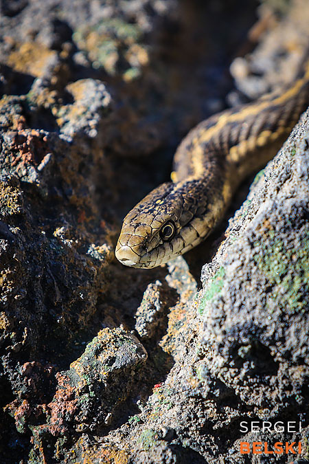 calgary zoo photographer sergei belski photo