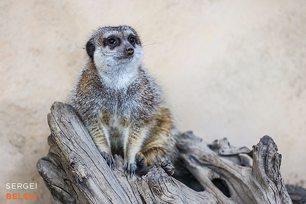calgary zoo photographer sergei belski photo