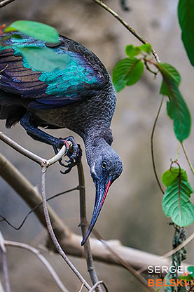 calgary zoo photographer sergei belski photo