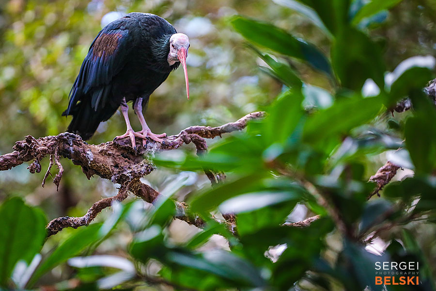 calgary zoo photographer sergei belski photo