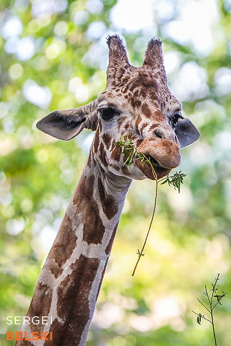 calgary zoo photographer sergei belski photo
