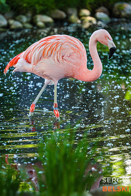 calgary zoo photographer sergei belski photo