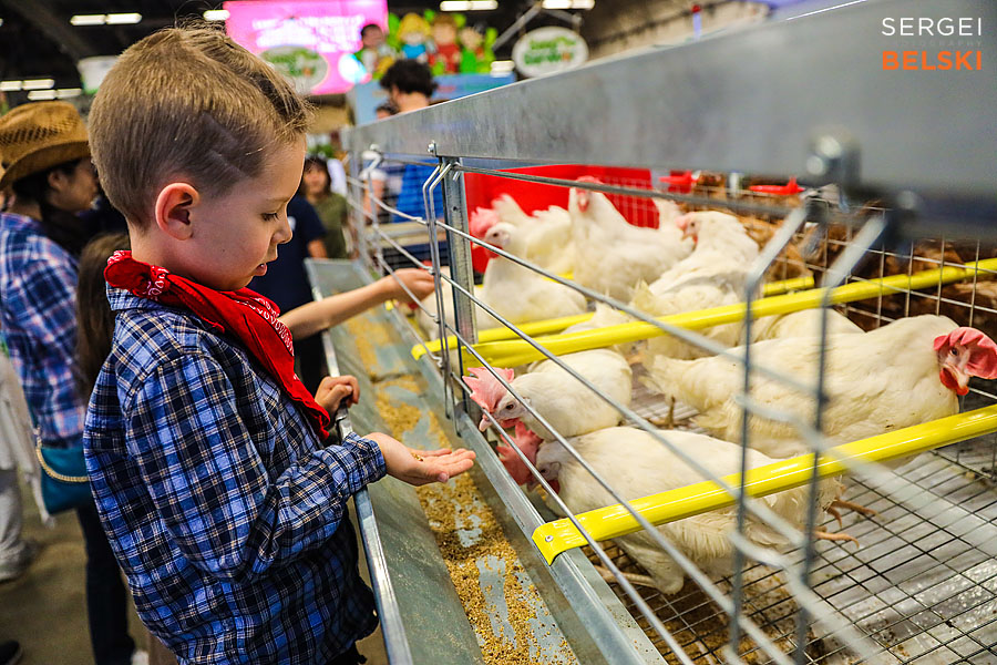 stampede calgary family photographer sergei belski photo