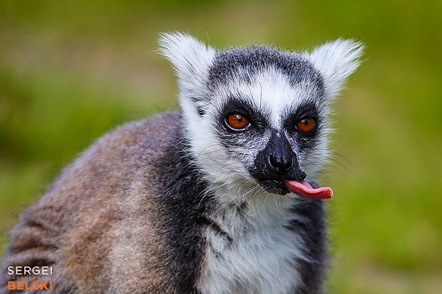calgary zoo photographer sergei belski photo