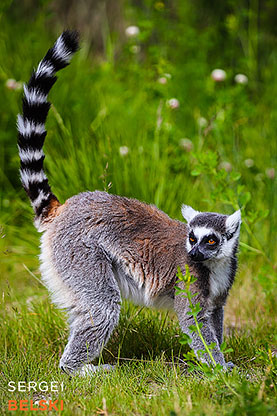 calgary zoo photographer sergei belski photo