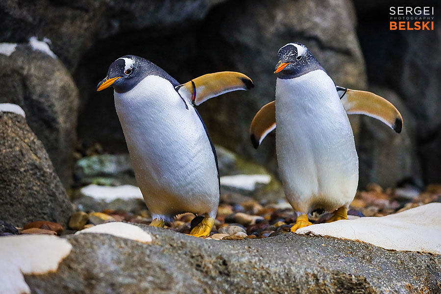 calgary zoo photographer sergei belski photo
