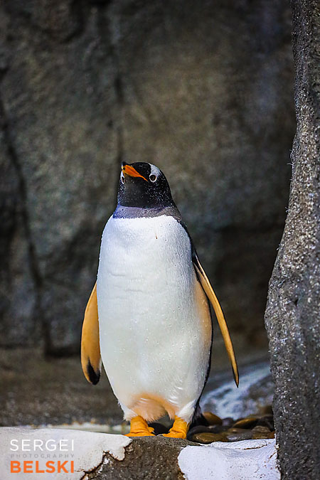 calgary zoo photographer sergei belski photo