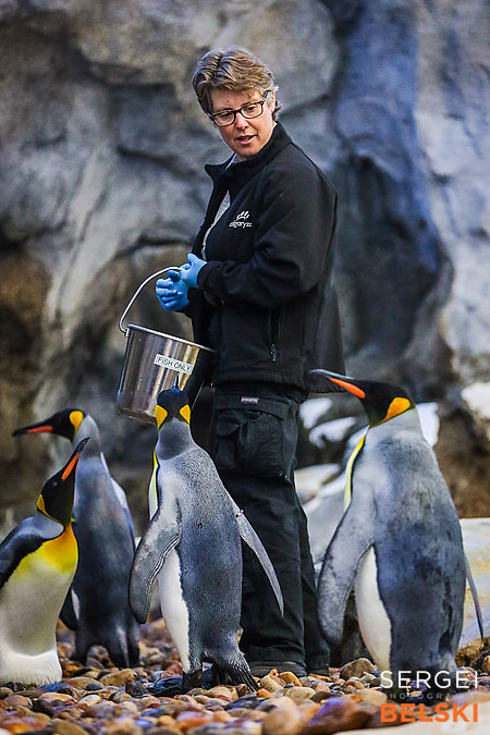calgary zoo photographer sergei belski photo