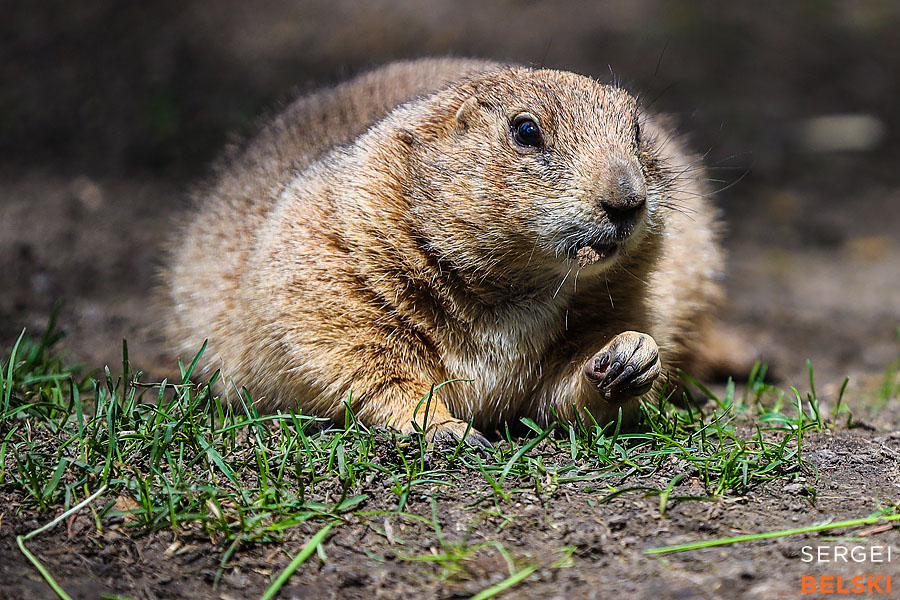 calgary zoo photographer sergei belski photo