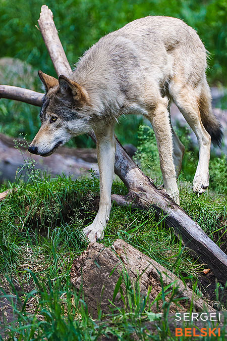 calgary zoo photographer sergei belski photo