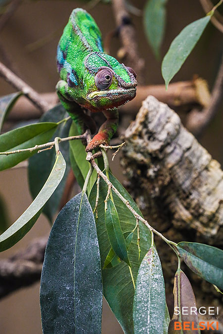 calgary zoo photographer sergei belski photo