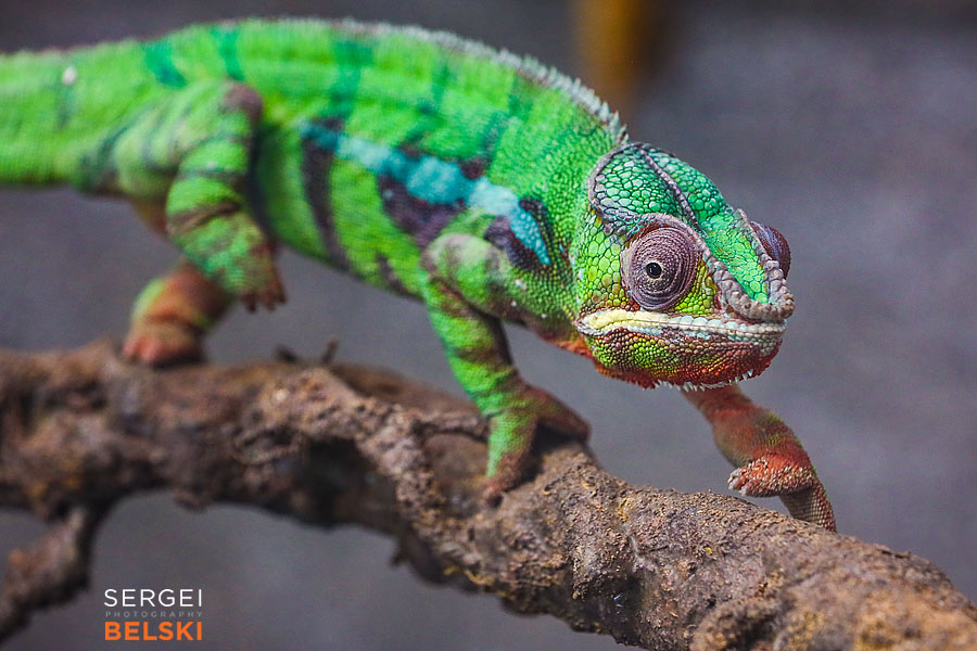 calgary zoo photographer sergei belski photo
