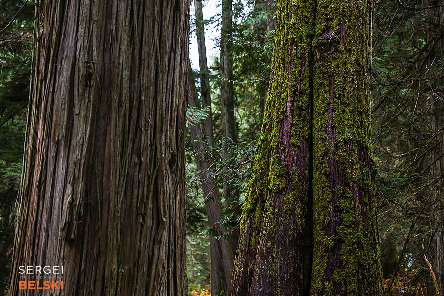my tesla adventures Vancouver road trip photographer sergei belski photo