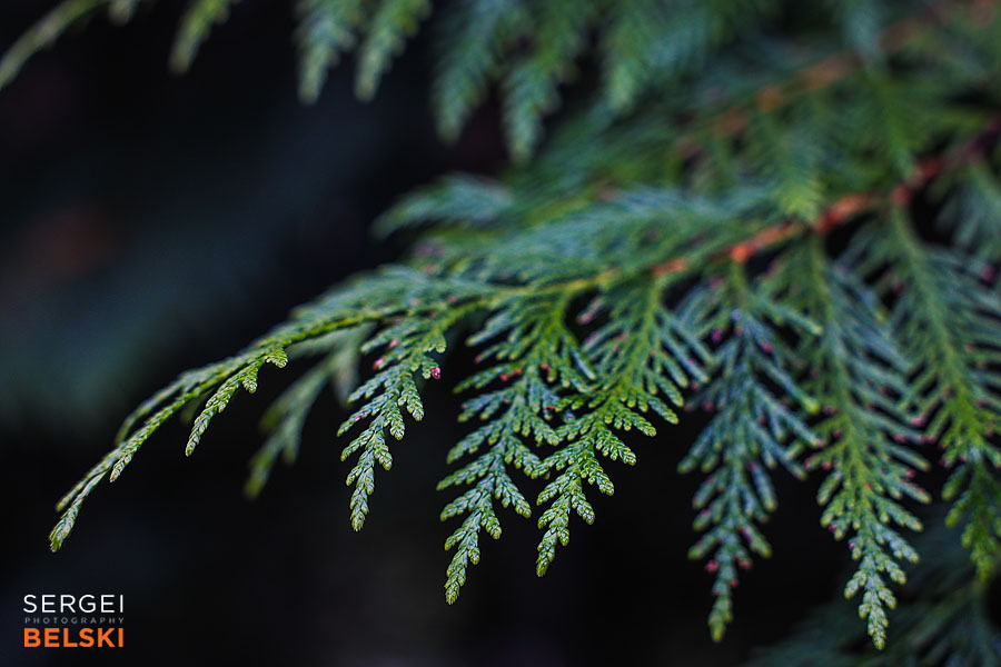 my tesla adventures Vancouver road trip photographer sergei belski photo