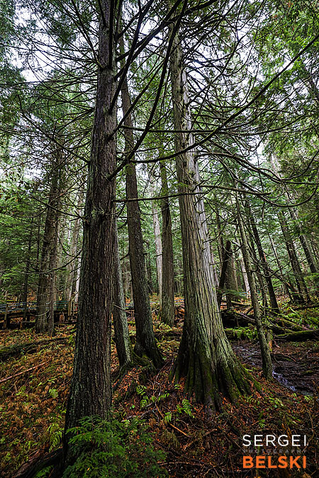 my tesla adventures Vancouver road trip photographer sergei belski photo