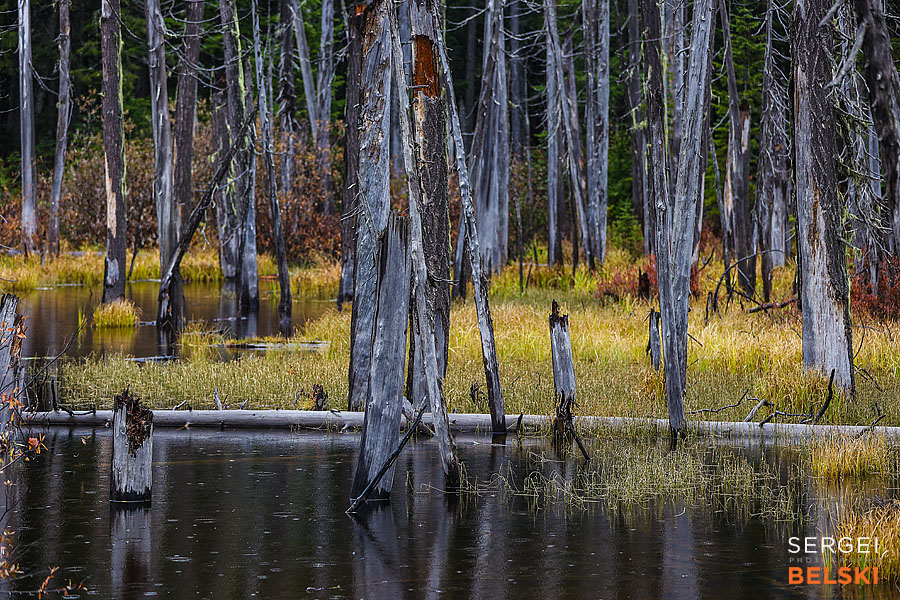 my tesla adventures Vancouver road trip photographer sergei belski photo